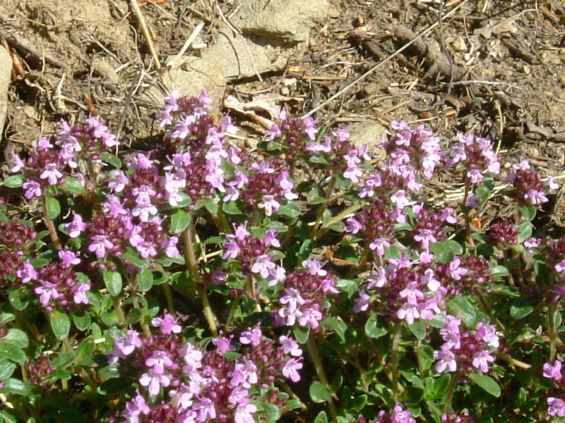 Thymus sp.